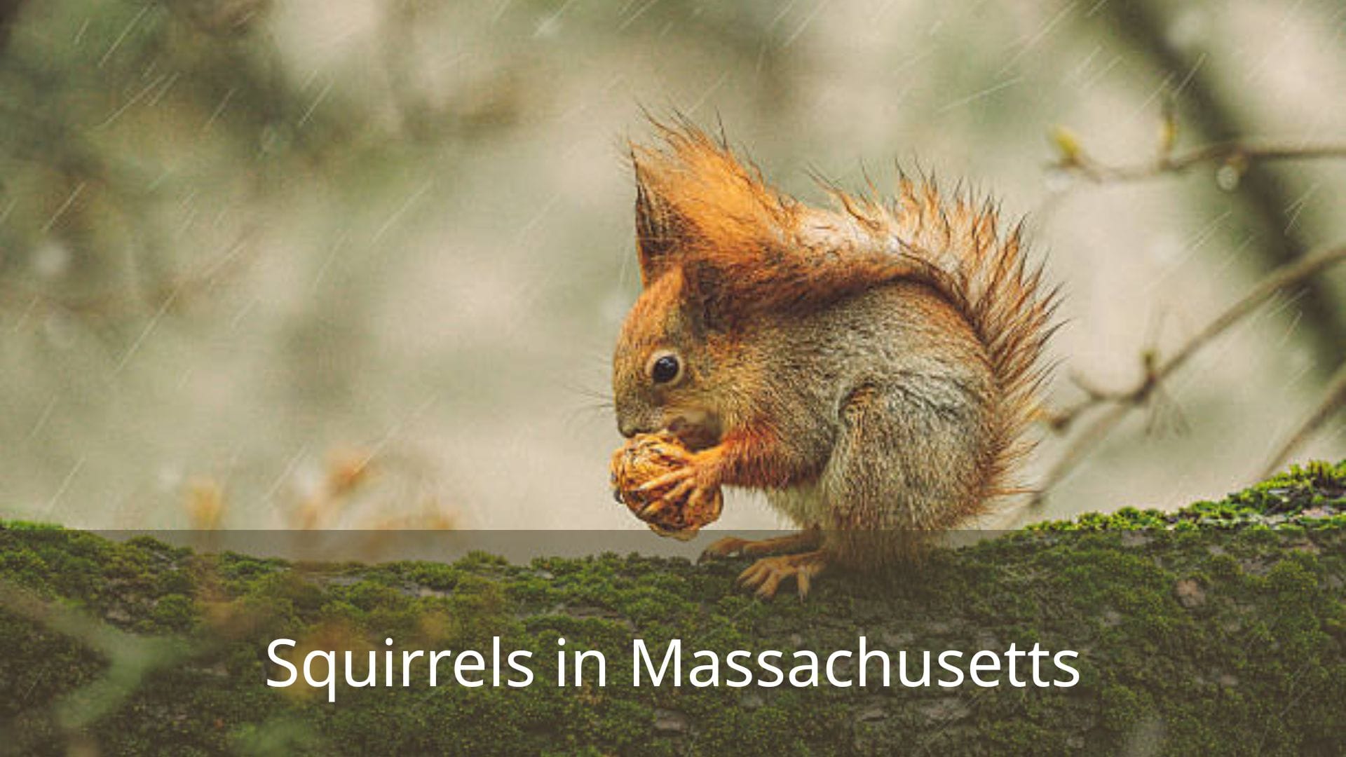 8-Types-of-Squirrels-in-Massachusetts