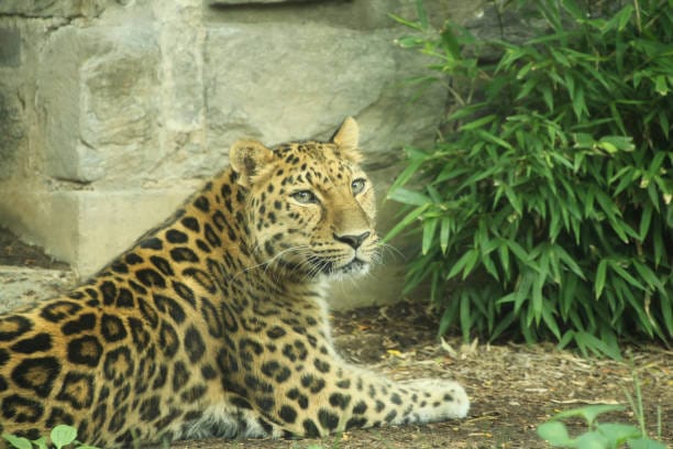 North-Chinese-Leopard