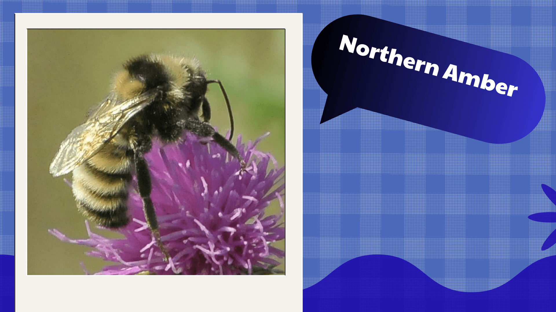Northern Amber Bumblebee