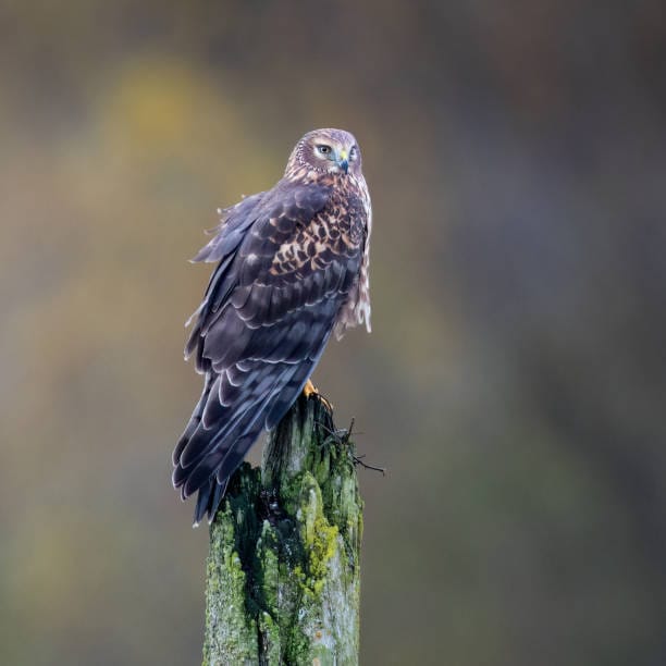 Northern-Harrier