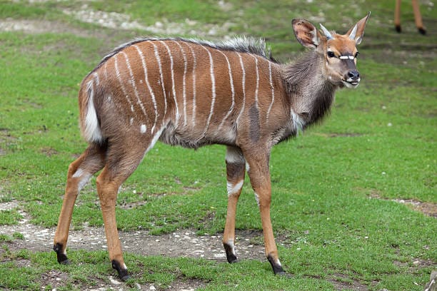 Nyala