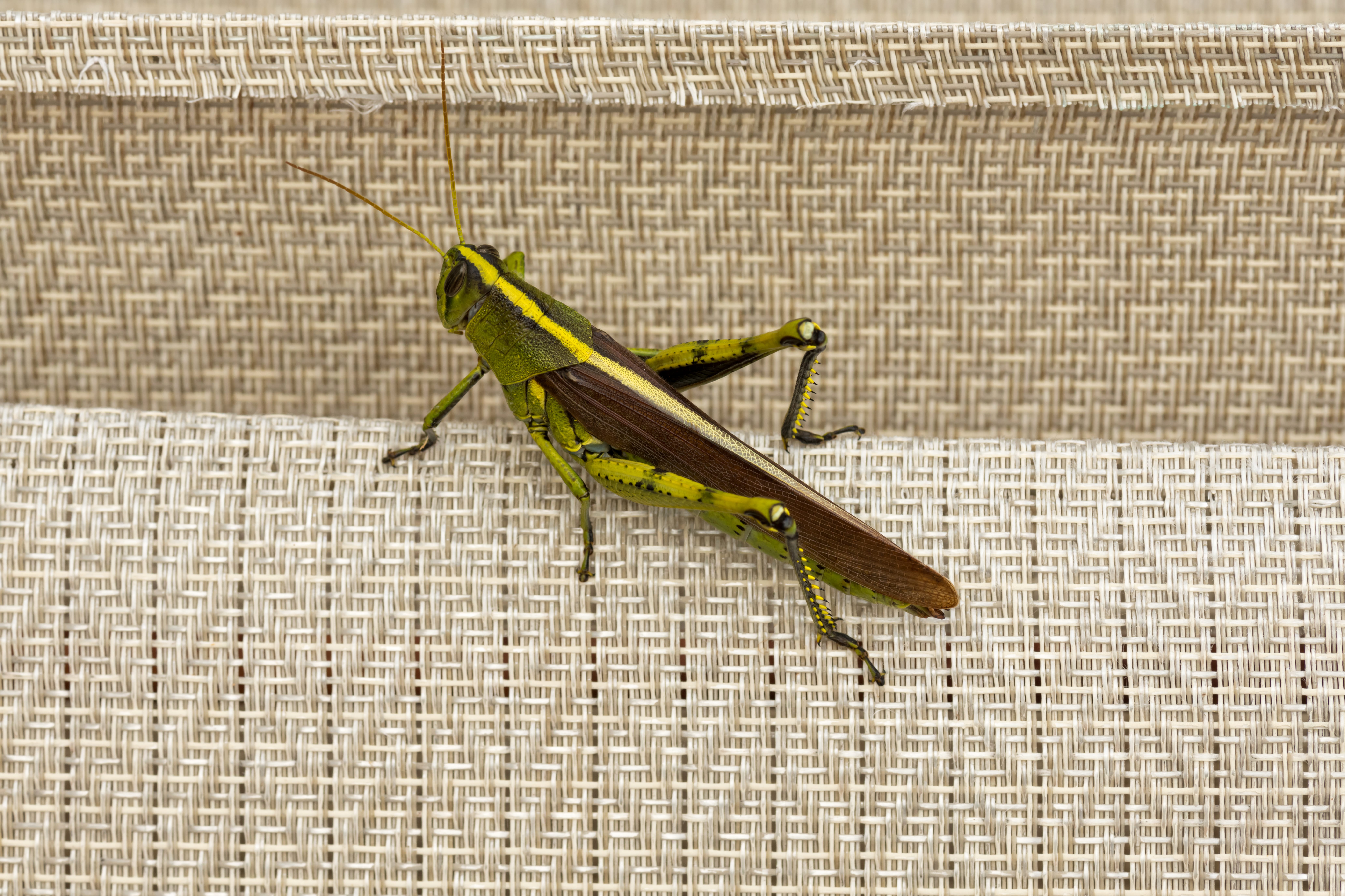 Obscure-Bird-Grasshopper