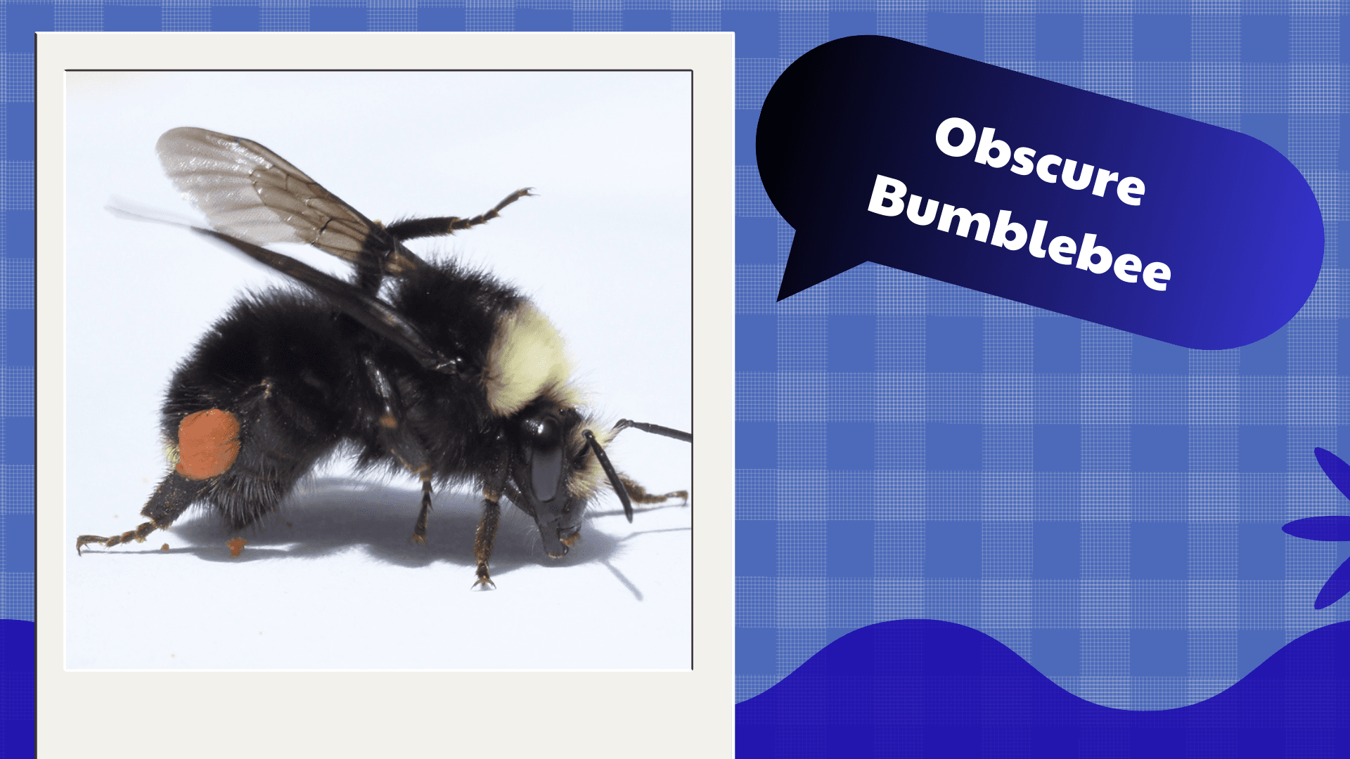 Obscure Bumblebee