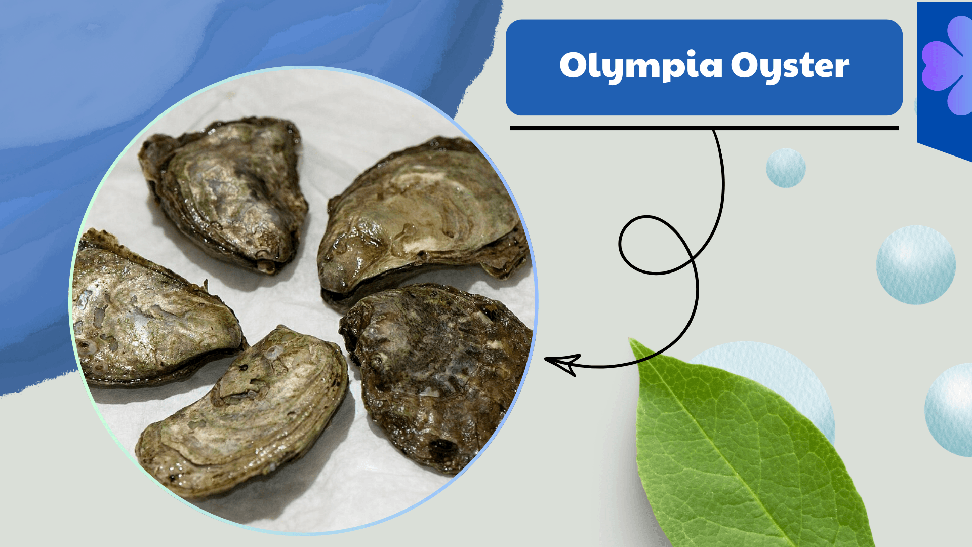 Olympia Oyster