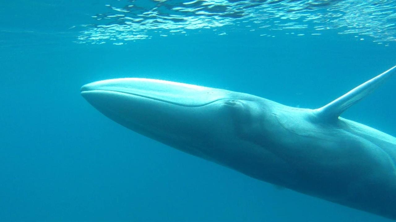 Omuras-Whale