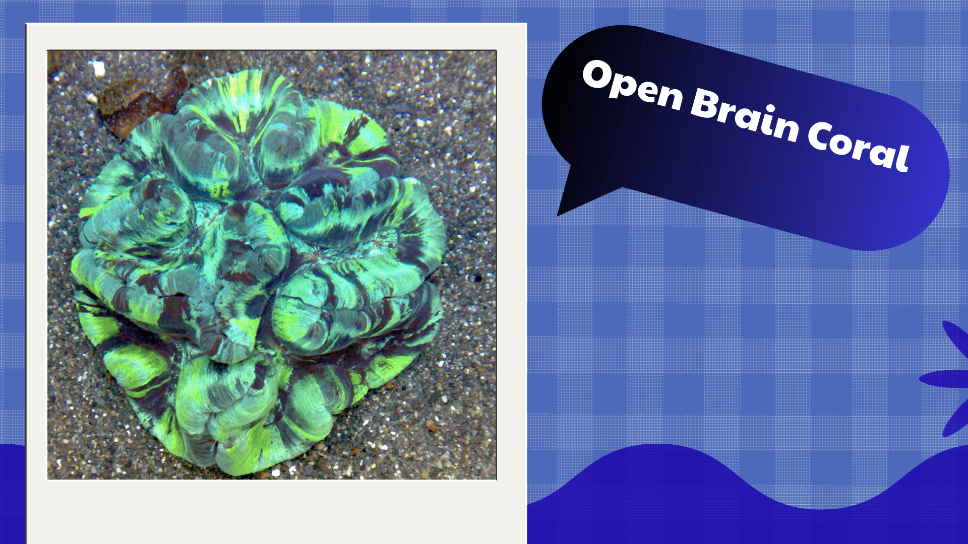 Open Brain Coral