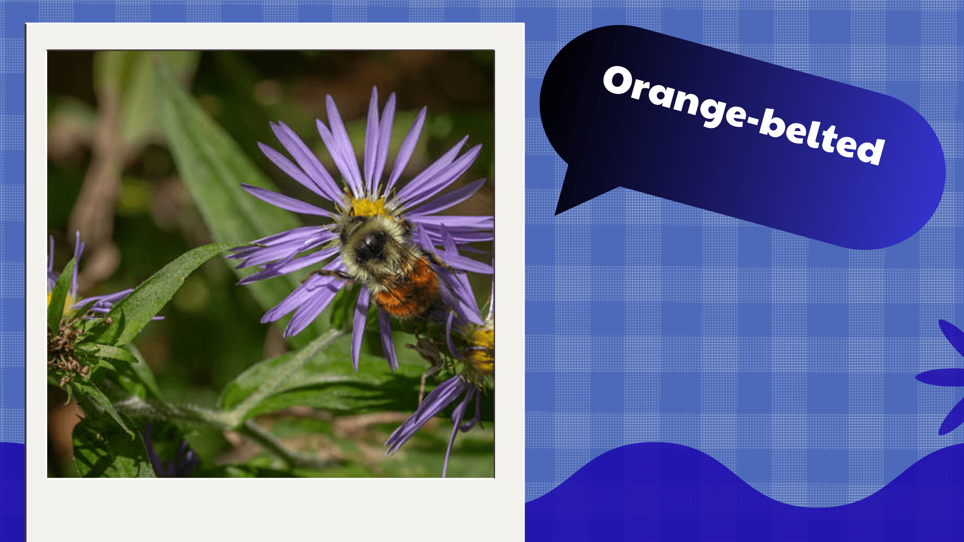 Orange-belted Bumblebee