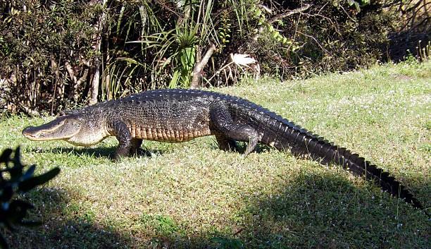 Other-Non-Native-Crocodilians-in-Florida
