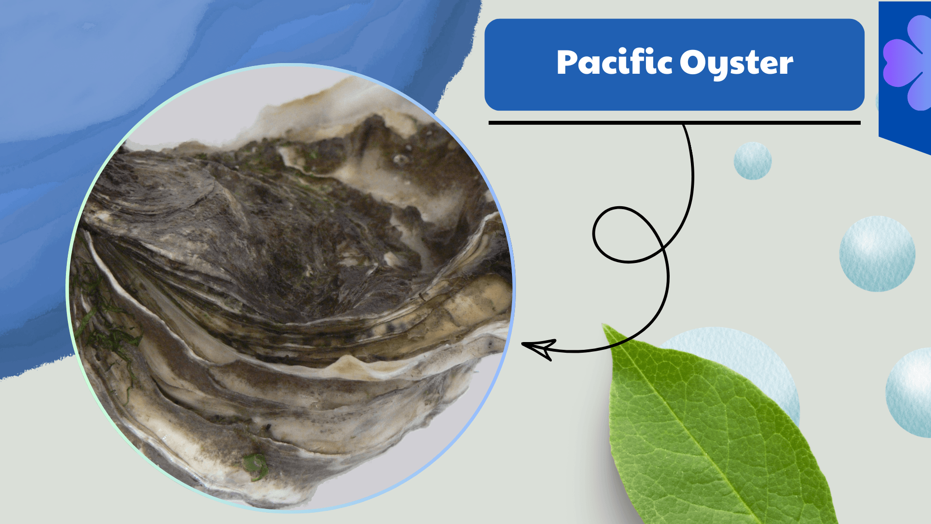Pacific Oyster
