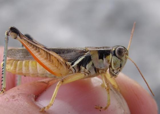 Pasture-Grasshopper