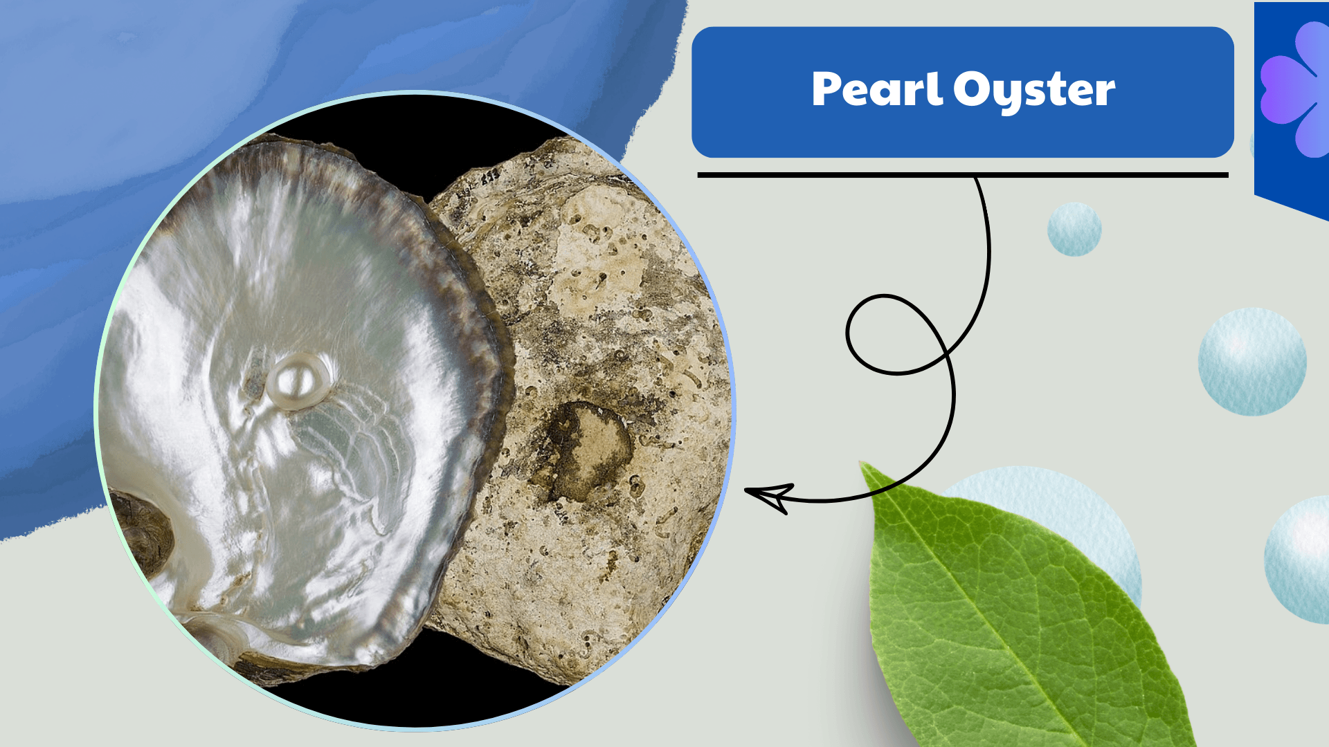 Pearl Oyster