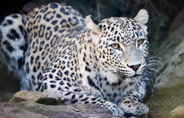 Persian-Leopard