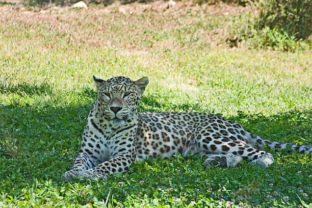 Persian-Tiger-Leopard-Hybrid-Variant