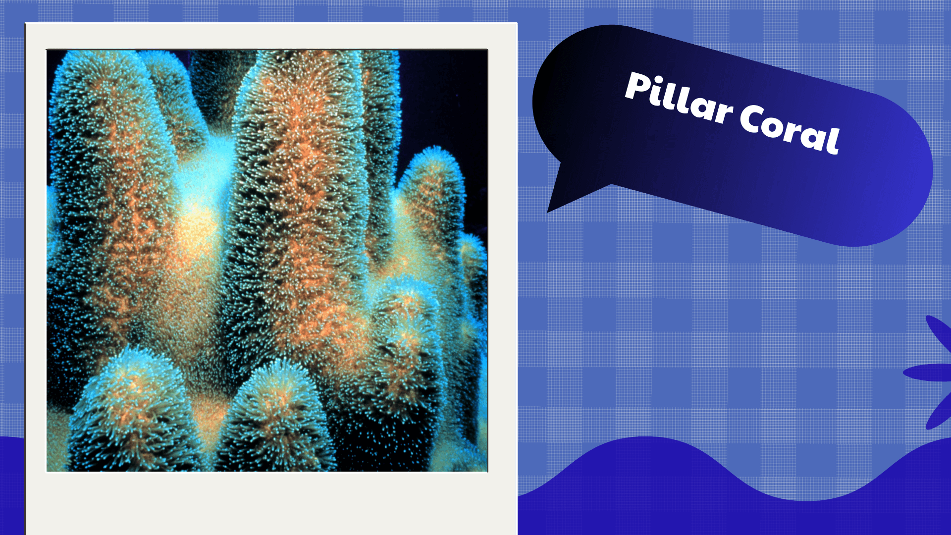 Pillar Coral
