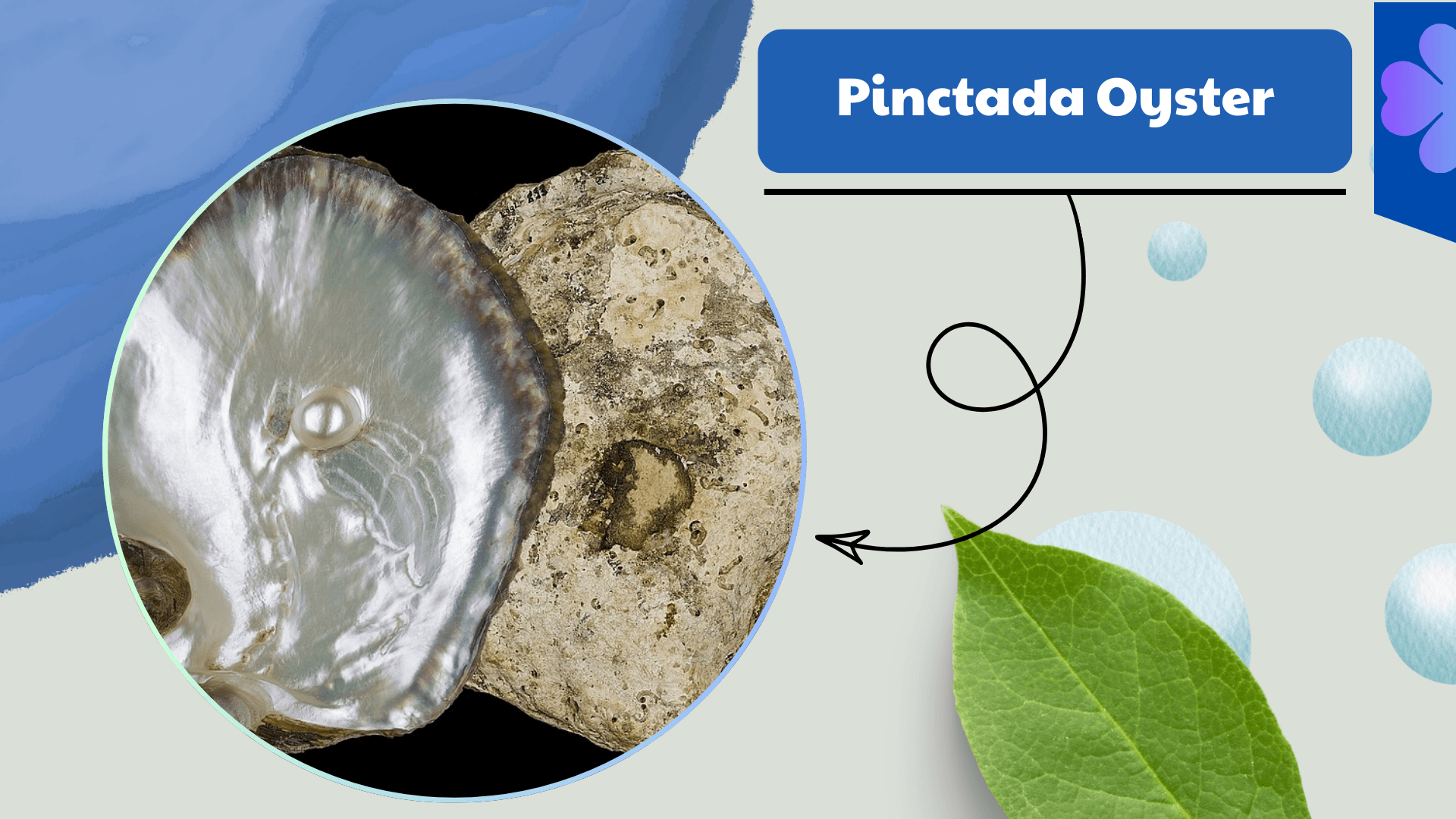 Pinctada Oyster