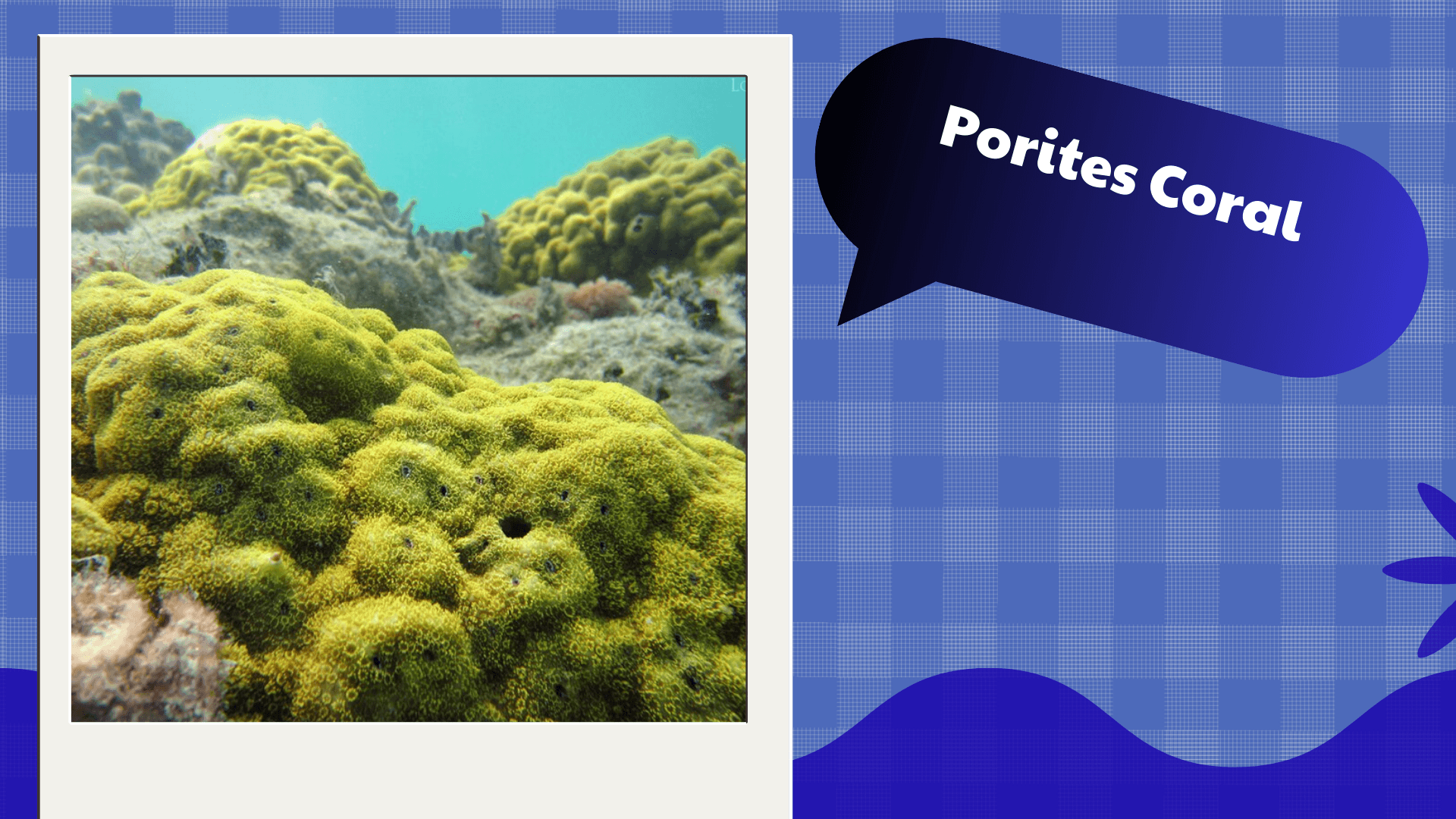 Porites Coral