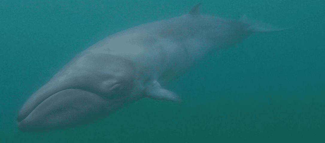 Pygmy-Right-Whale