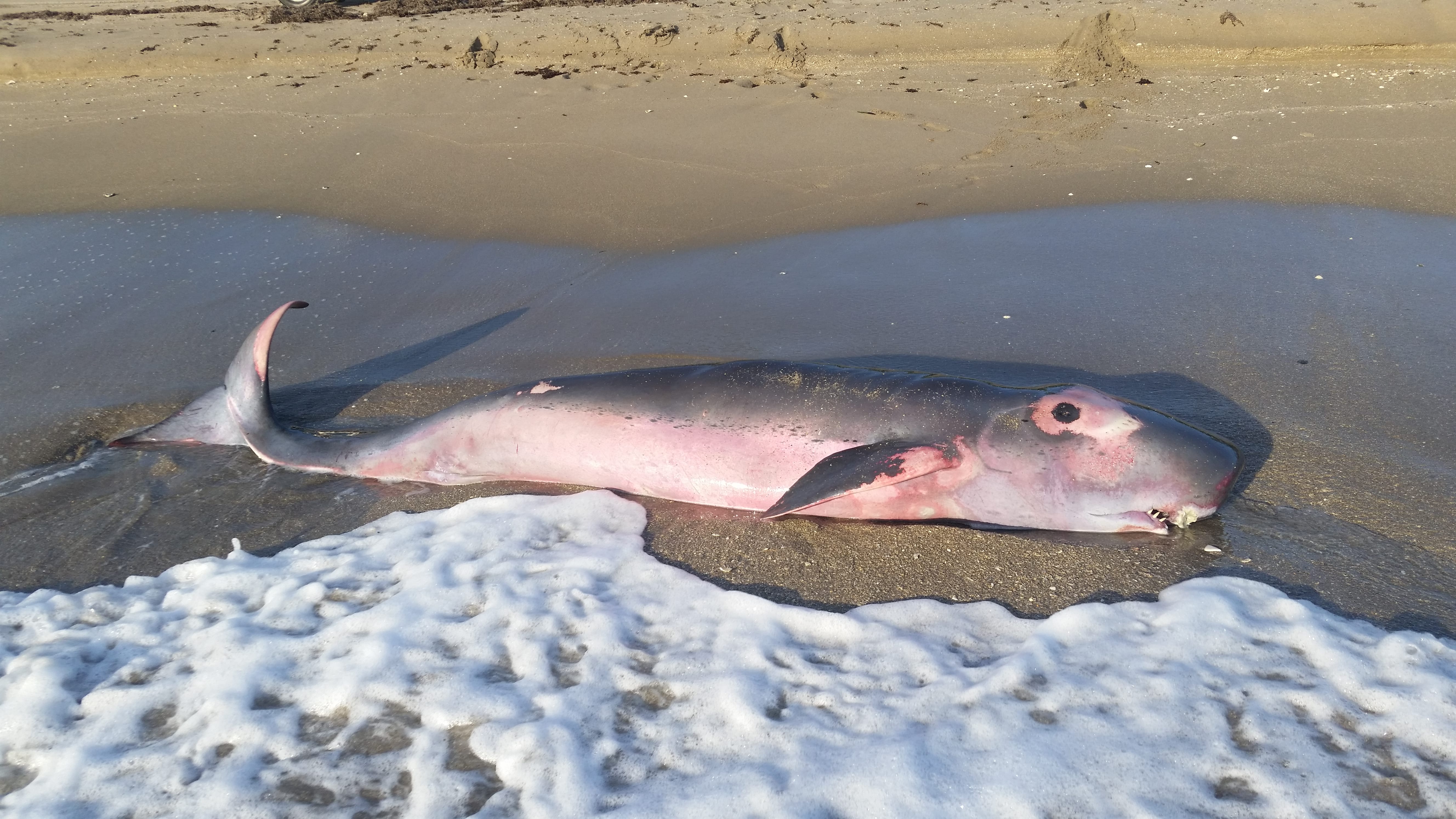 Pygmy-Sperm-Whale