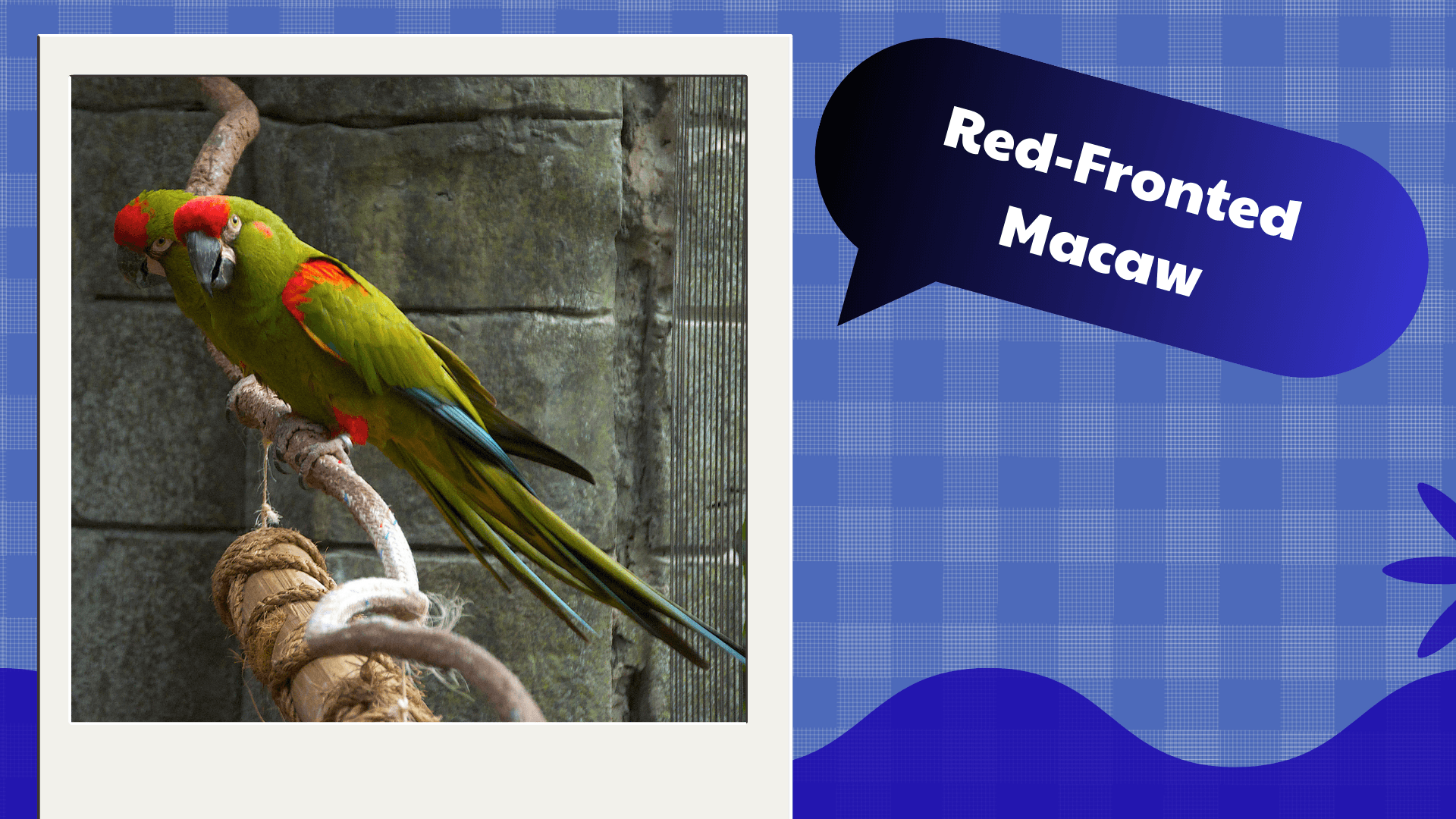 Red-Fronted Macaw