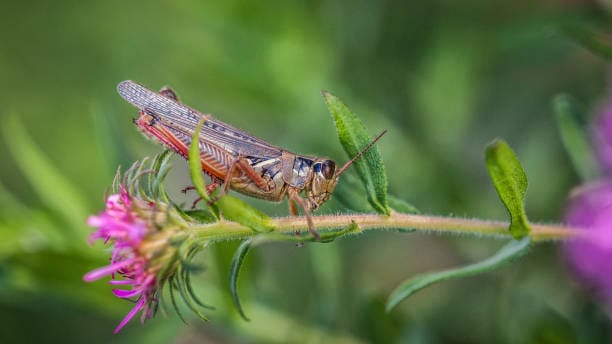 Red-Legged-Grasshopper