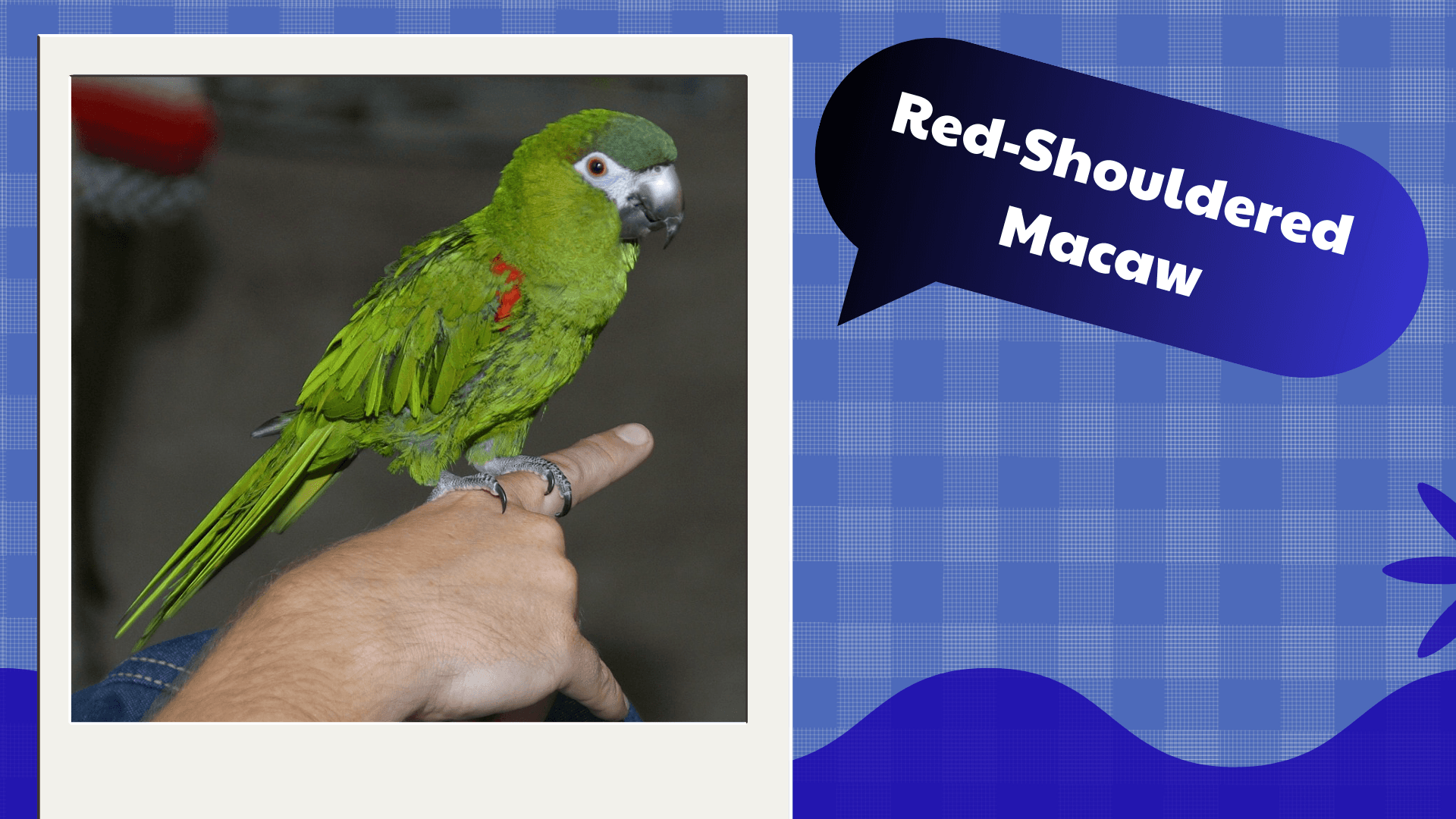 Red-Shouldered Macaw