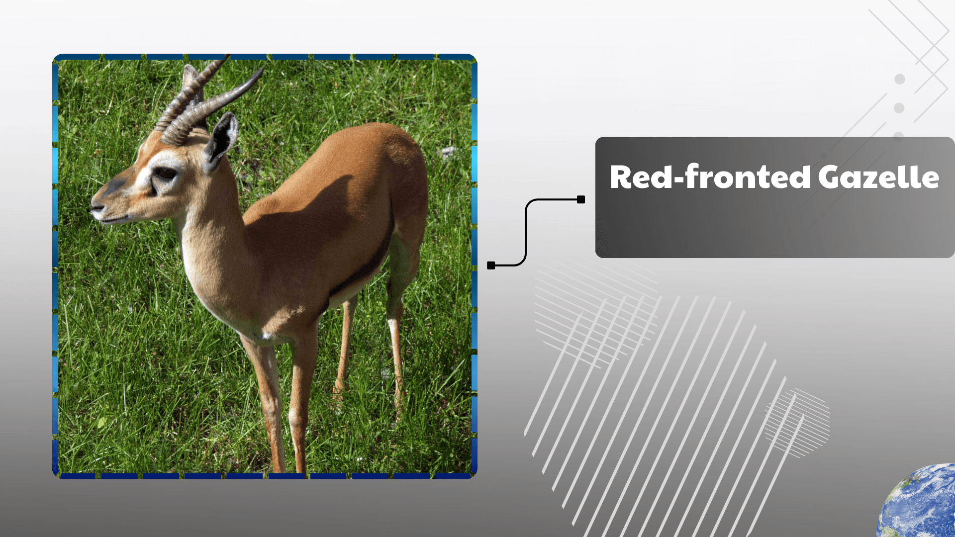 Red-fronted Gazelle