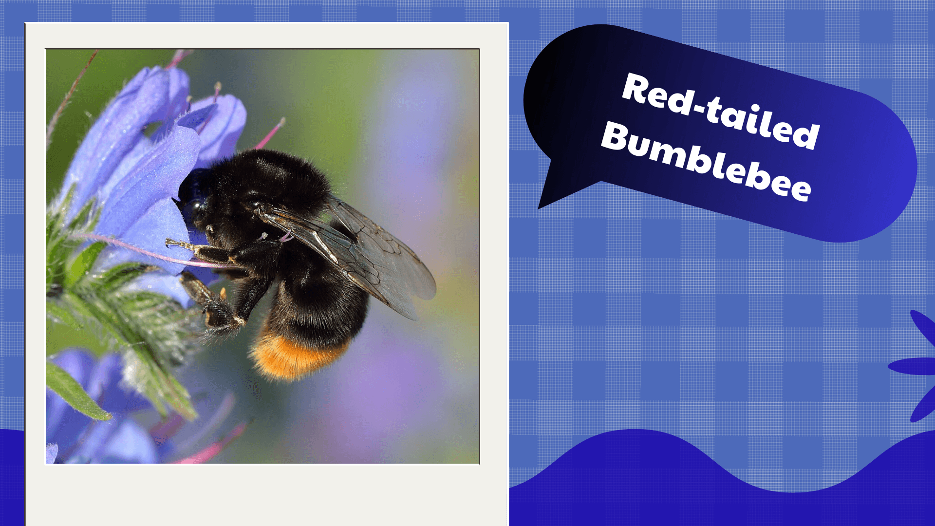 Red-tailed Bumblebee
