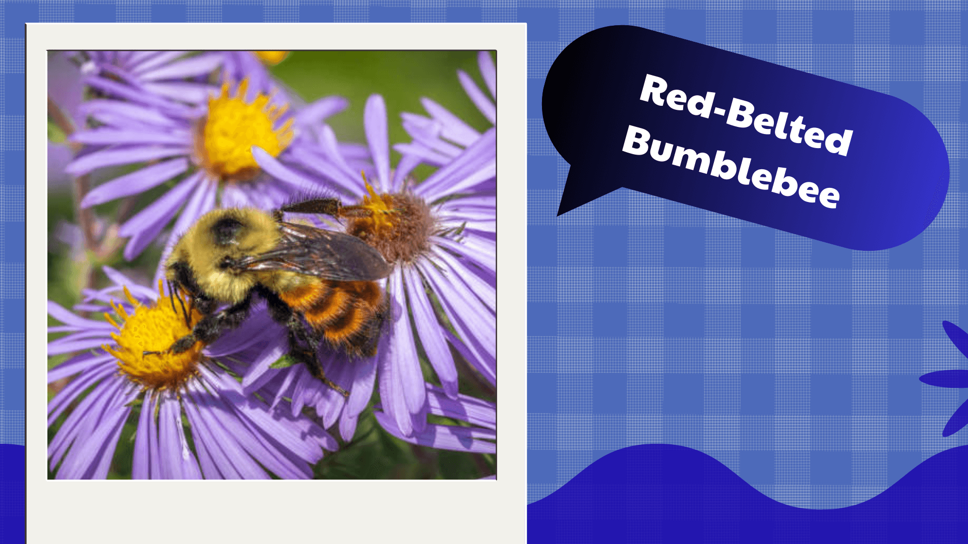 Red‑Belted Bumblebee