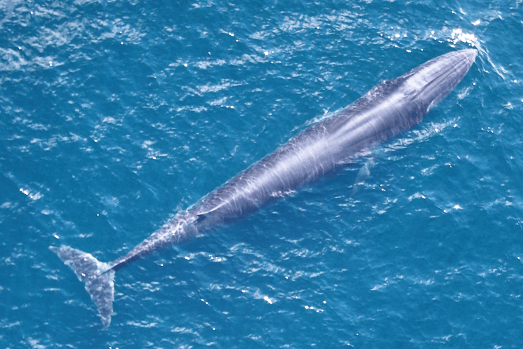 Rices-Whale