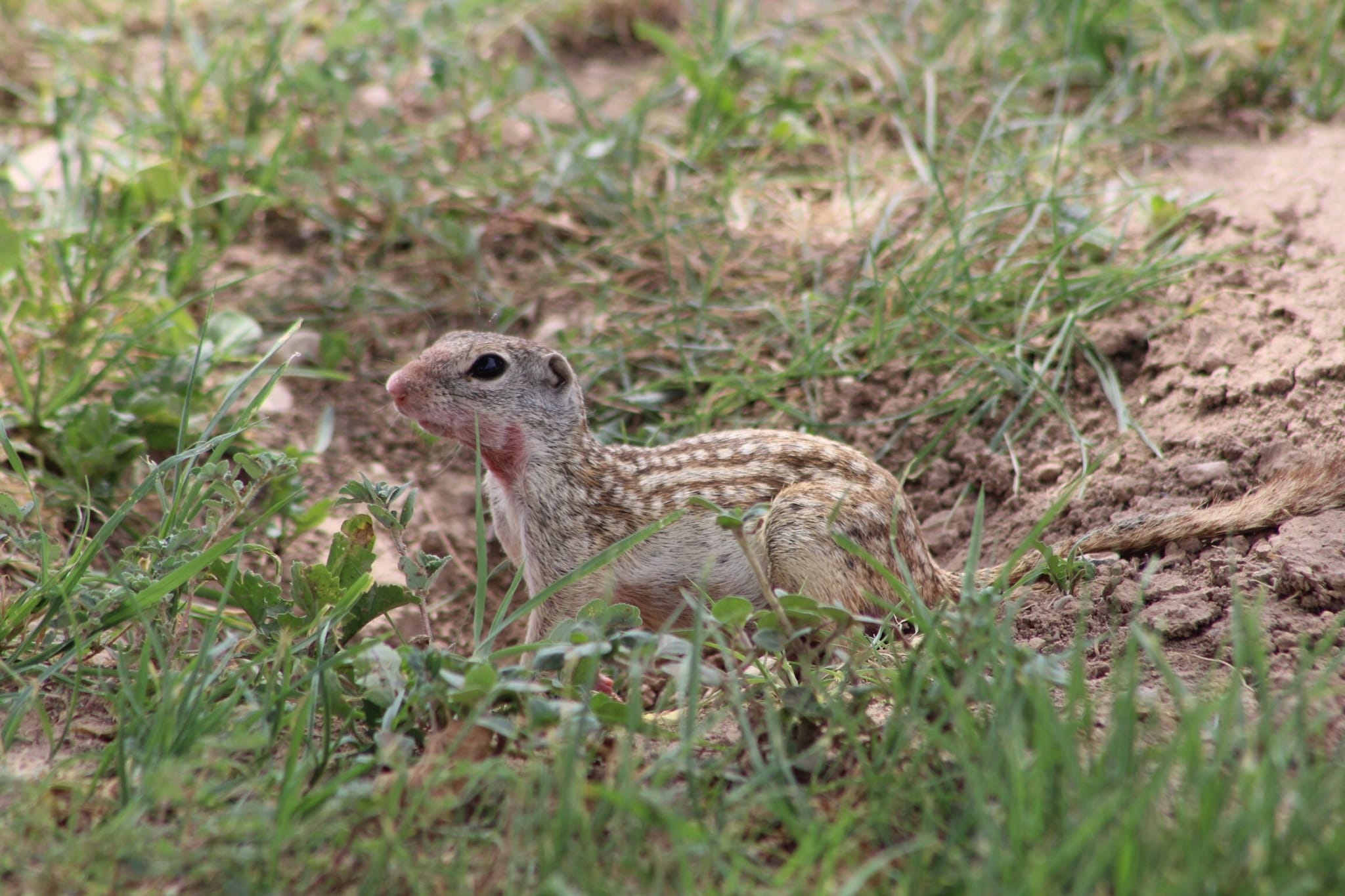 Rio-Grande-Ground-Squirrel