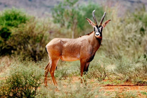 Roan-Antelope