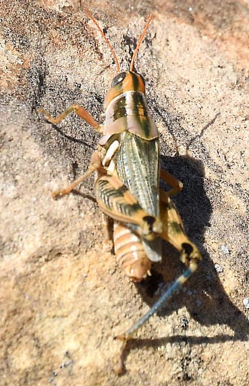 Russianthistle-Grasshopper