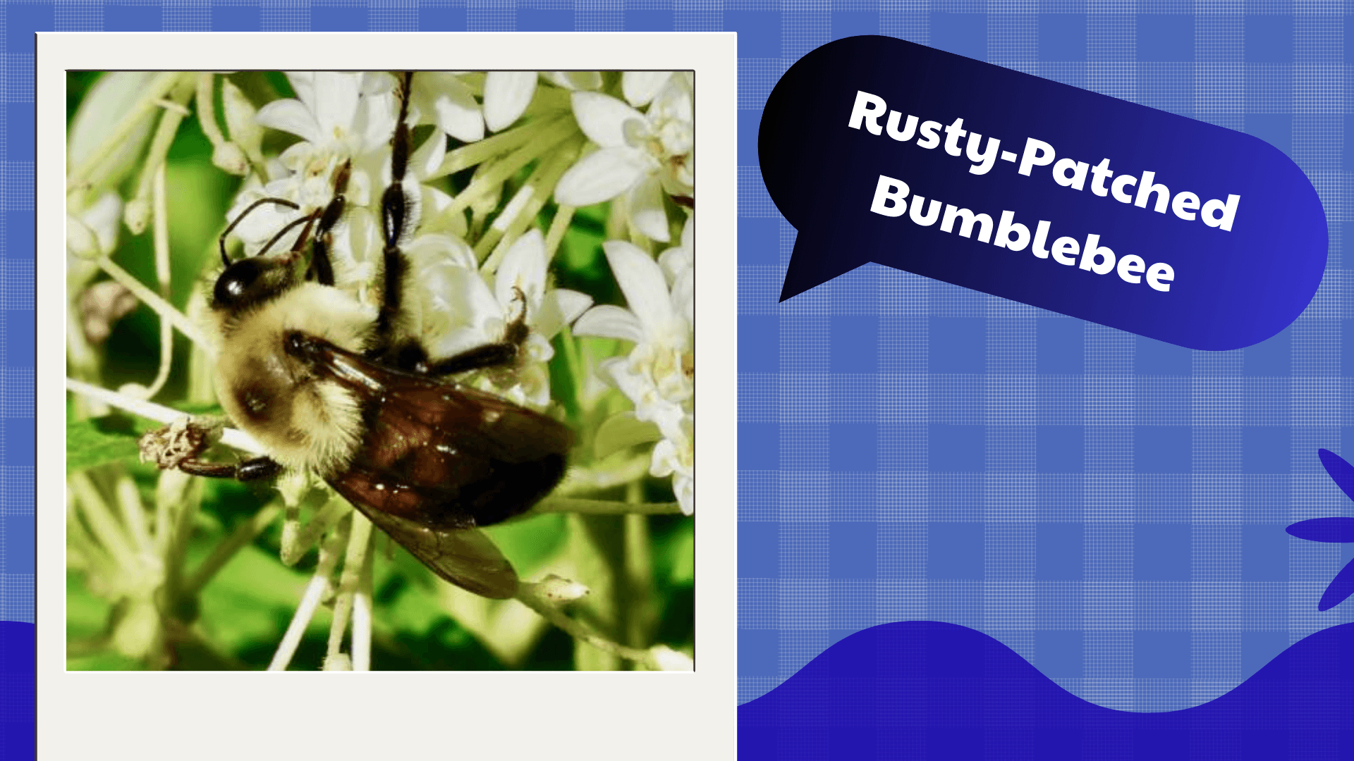 Rusty-Patched Bumblebee