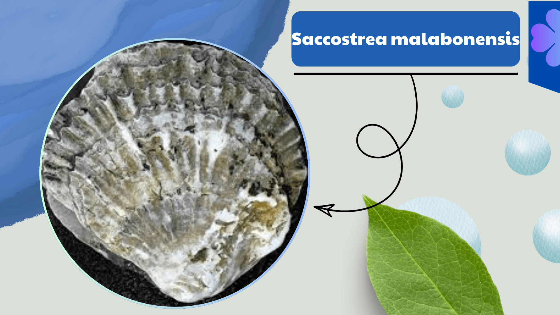 Saccostrea malabonensis