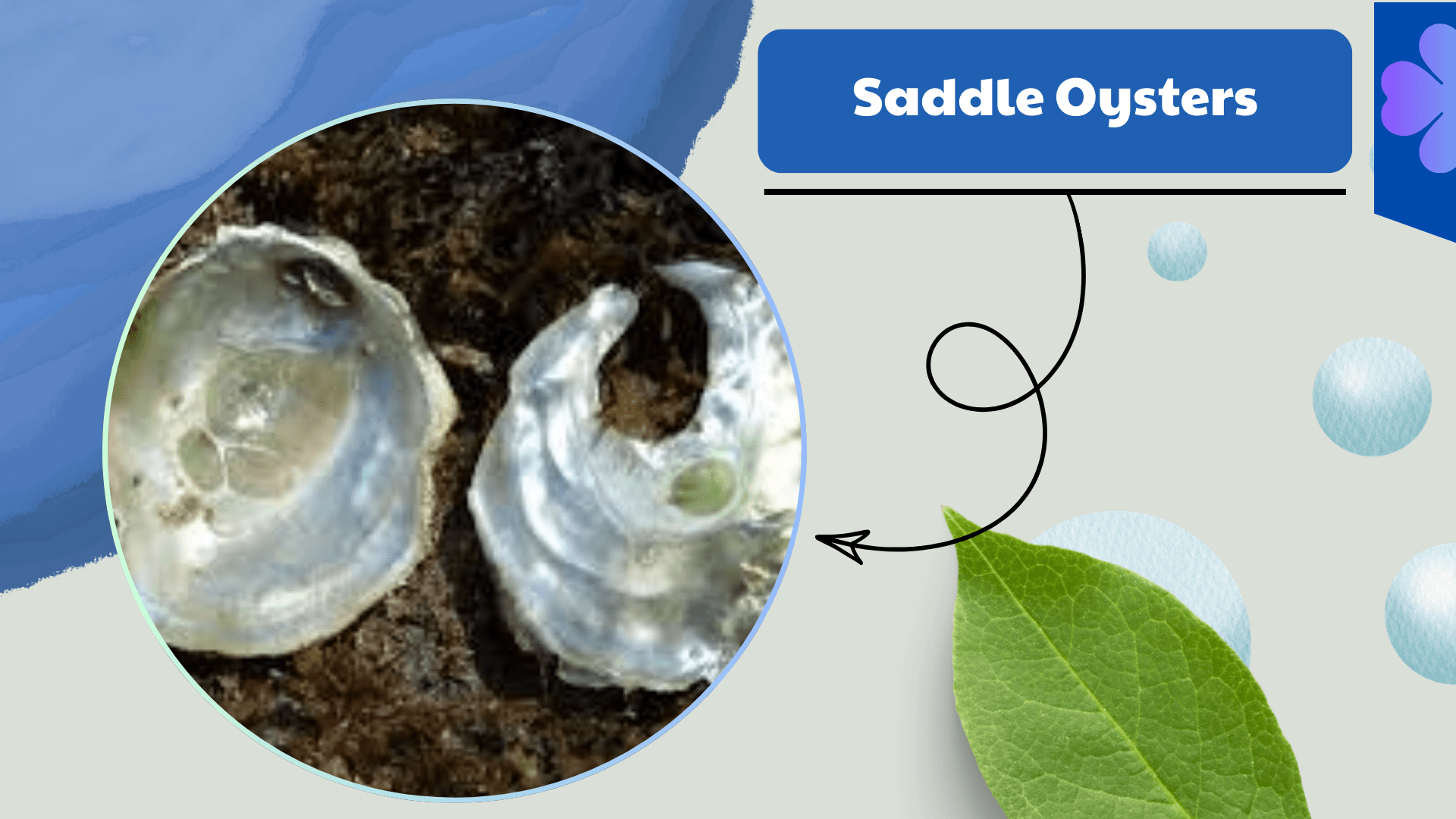 Saddle Oysters