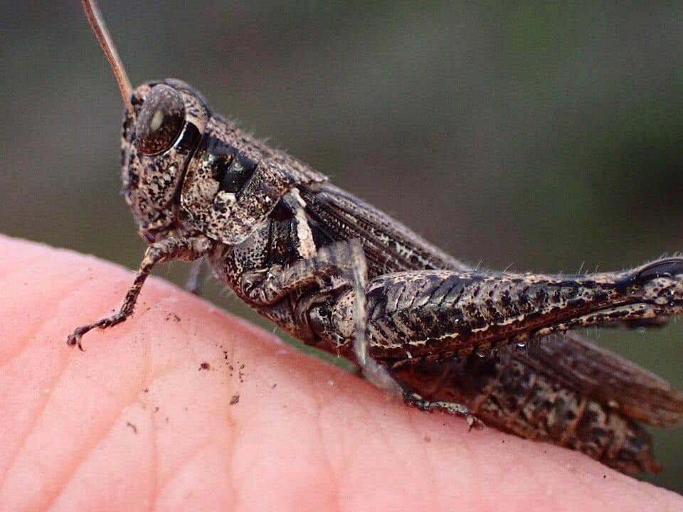 Sagebrush-Grasshopper