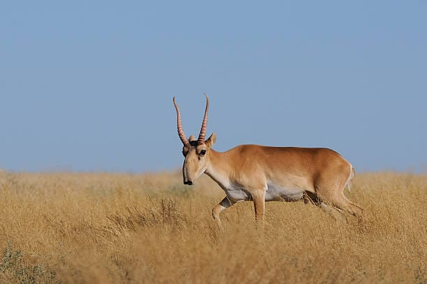 Saiga-Antelope