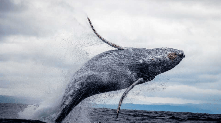 Sciens-Whale