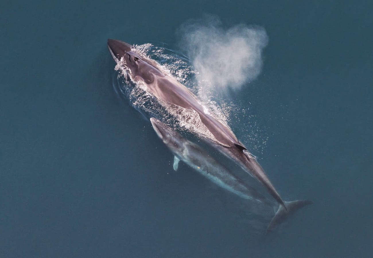Sei-Whale