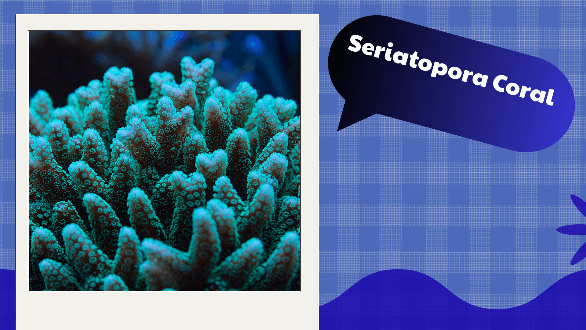 Seriatopora Coral