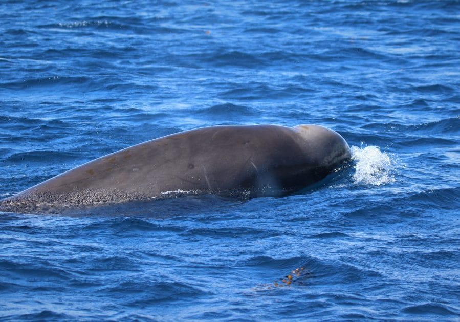 Shepherds-Beaked-Whale