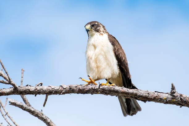 Short-tailed-Hawk