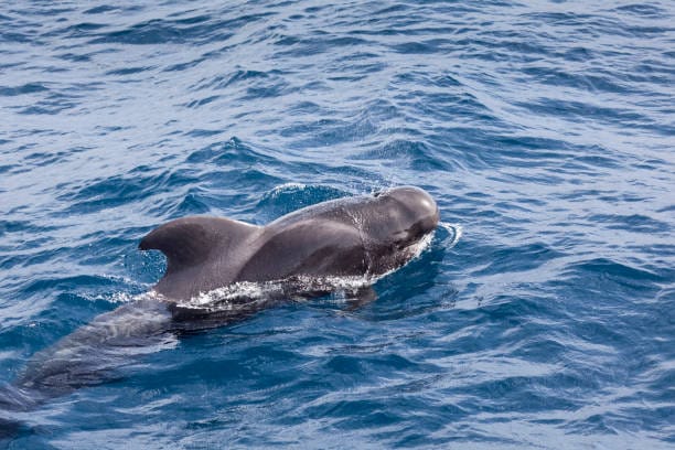 Short‑Finned-Pilot-Whale