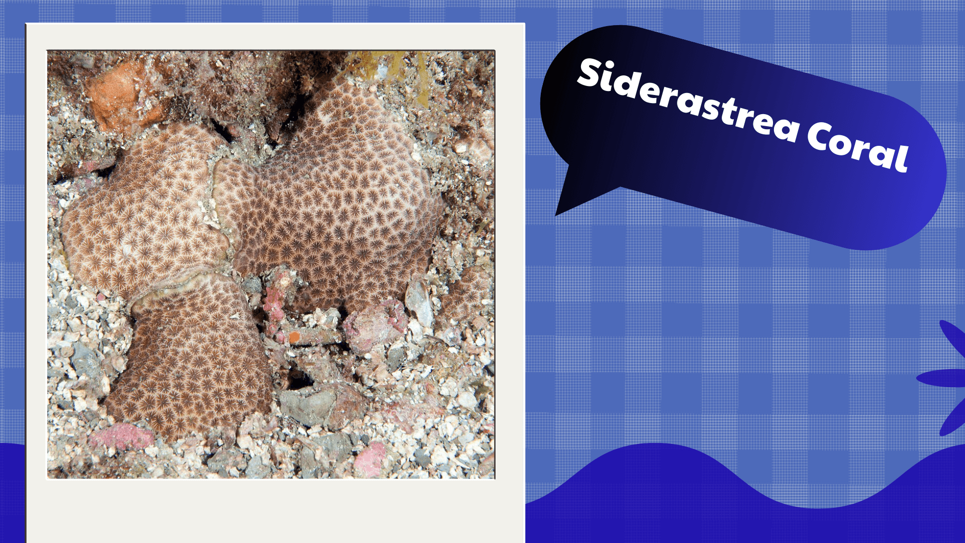 Siderastrea Coral