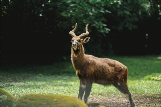 Sitatunga