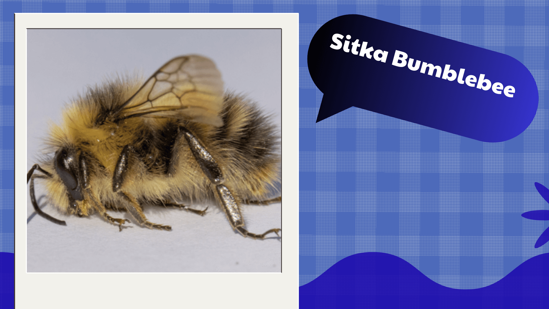Sitka Bumblebee