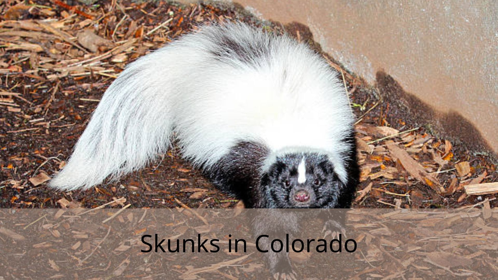 Skunks-in-Colorado