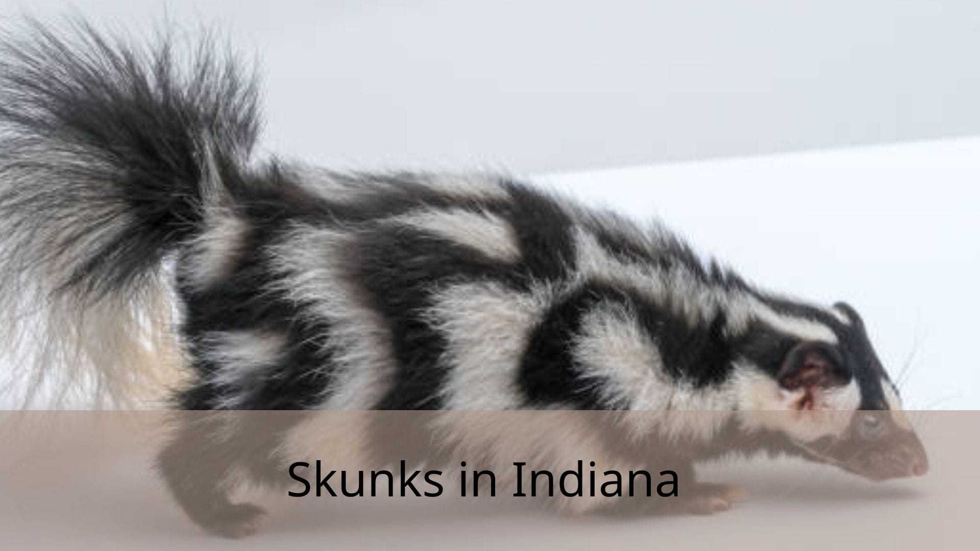 Skunks-in-Indiana