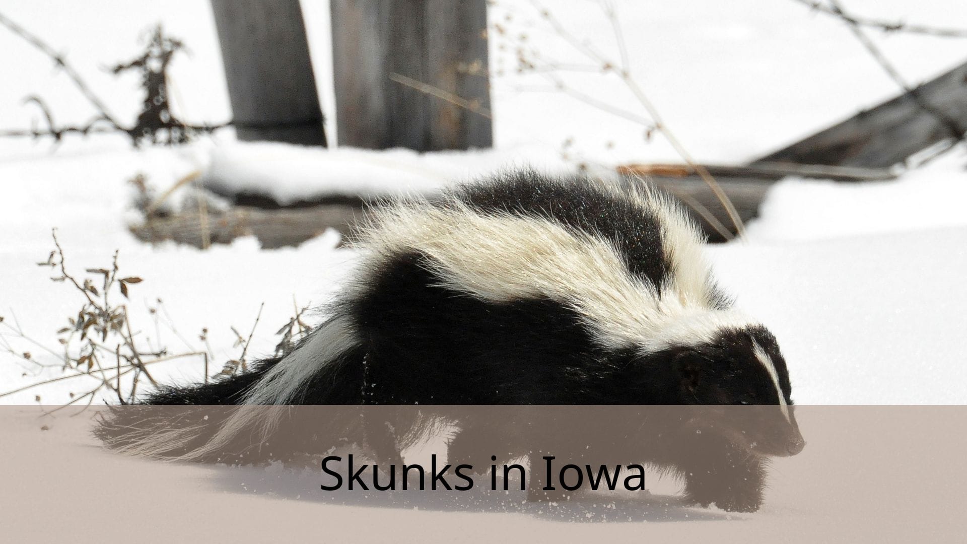 Skunks-in-Iowa