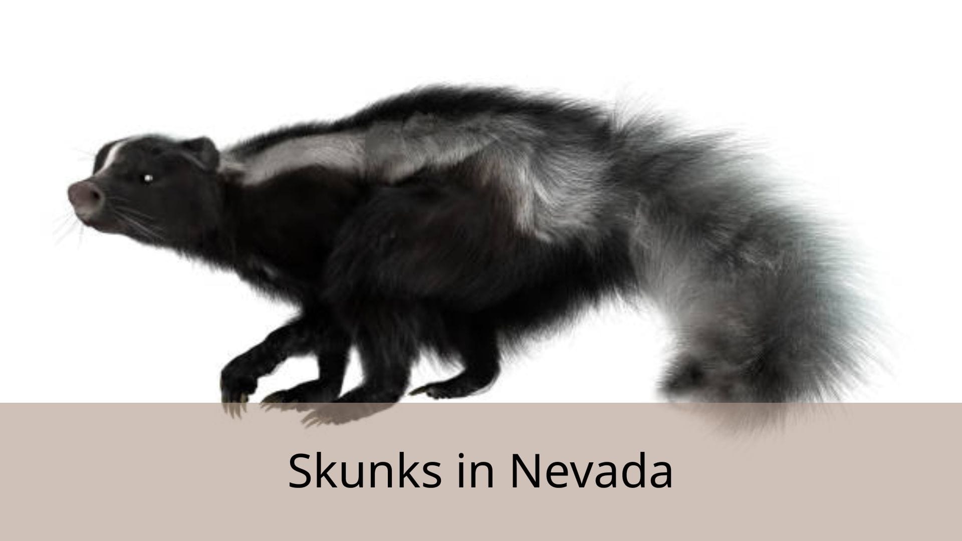 Skunks-in-Nevada